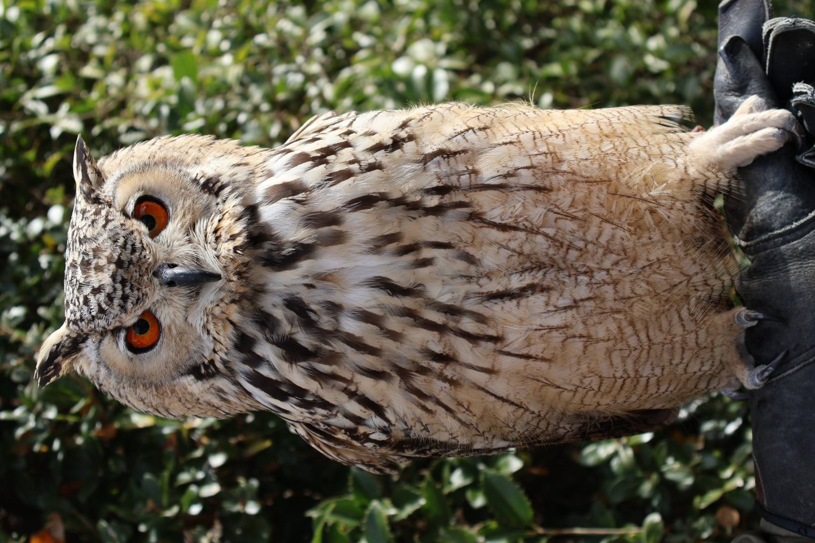 ワシミミズク 紹介します！|アフリカのサバンナ＠ズーラシア｜ブログ